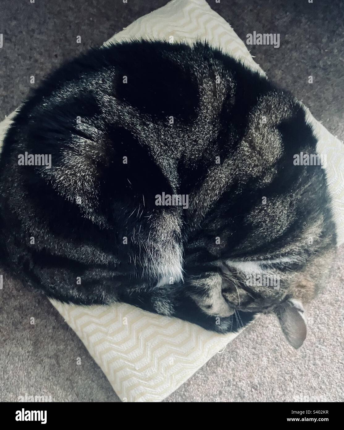 Le chat s'est enroulé dans une balle serrée sur un coussin au sol. Banque D'Images