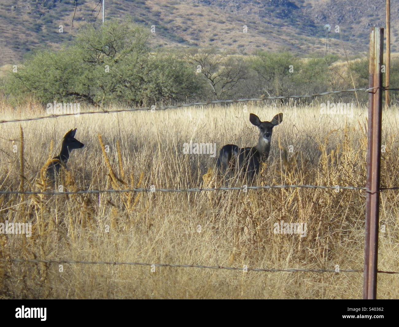 Animaux se bassant au soleil, deux cerfs en alerte élevée dans le champ de gazon sec Banque D'Images