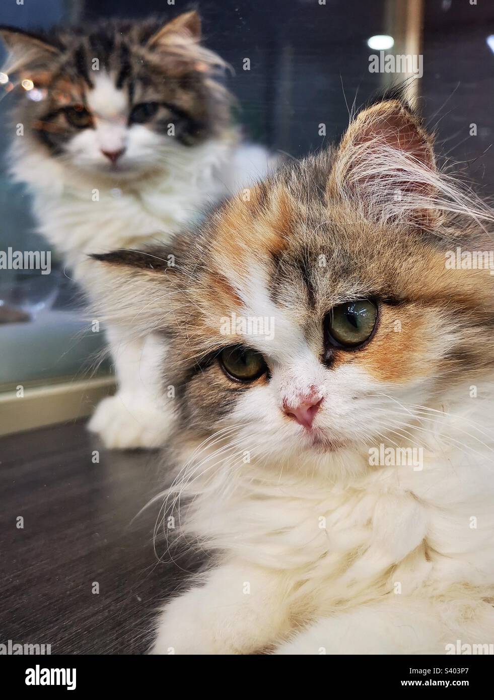 Chatons mignons. Banque D'Images