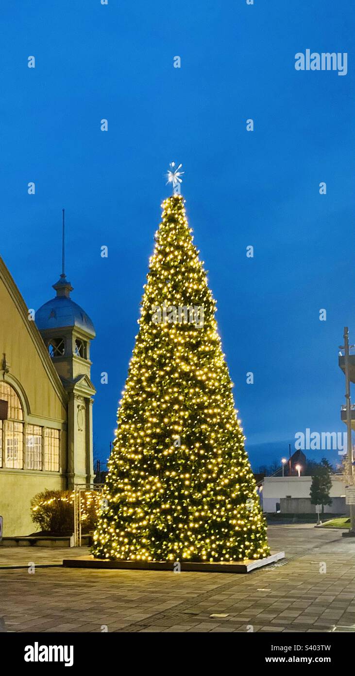 Immense sapin de Noël à l'aube. - Image de stock capturée avec un smartphone