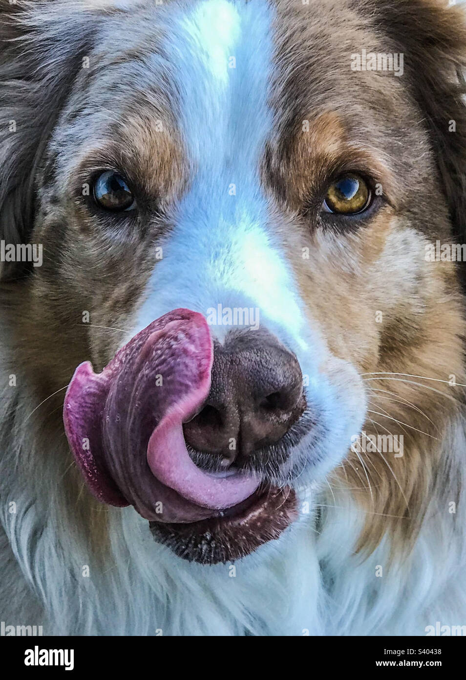 Portrait rapproché d'un Berger australien qui se léchant sur ses lèvres  Photo Stock - Alamy