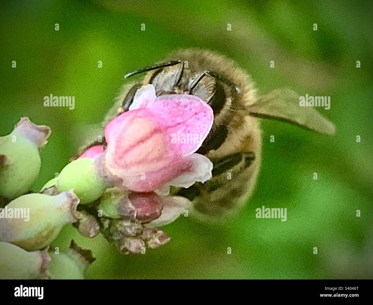 Abeille occidentale collectant le pollen d'une fleur rose Banque D'Images