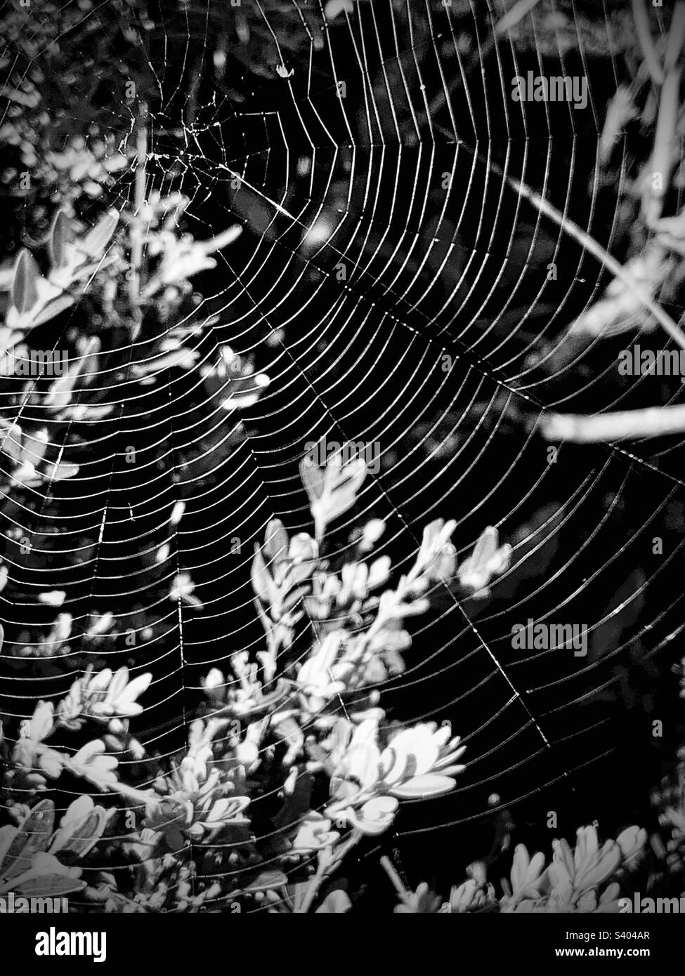 Toile d'araignée noire et blanche Banque D'Images