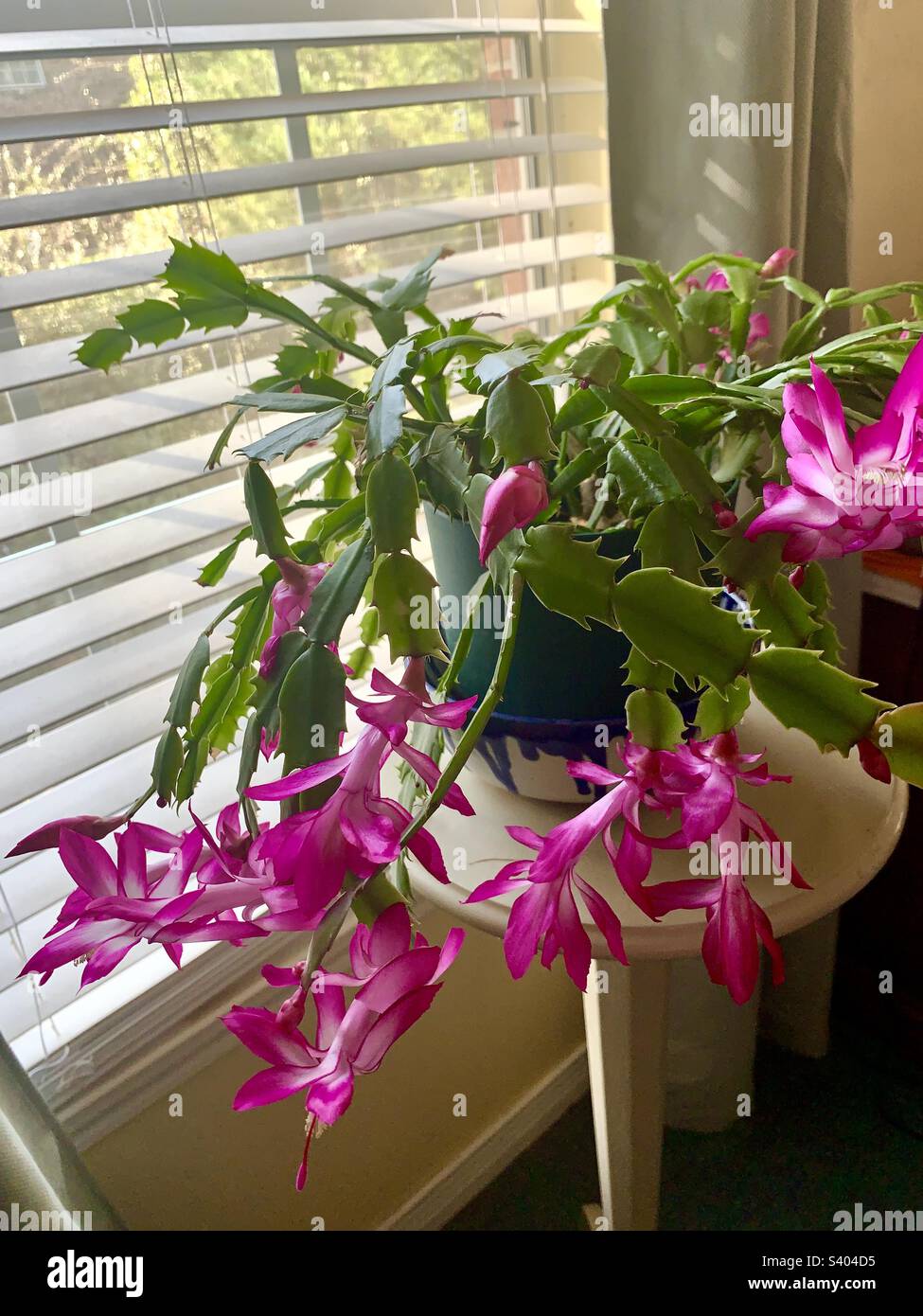 Le beau et en pleine fleur cactus de Noël. - Image de stock capturée avec un smartphone