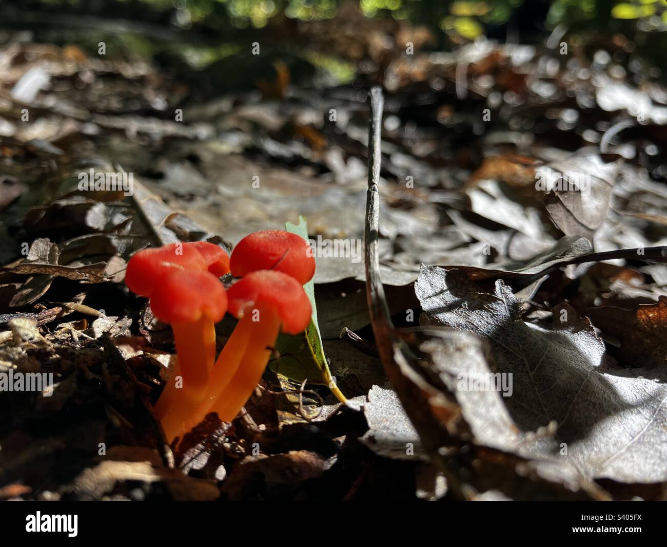 Champignons rouges provenant du sol forestier Banque D'Images