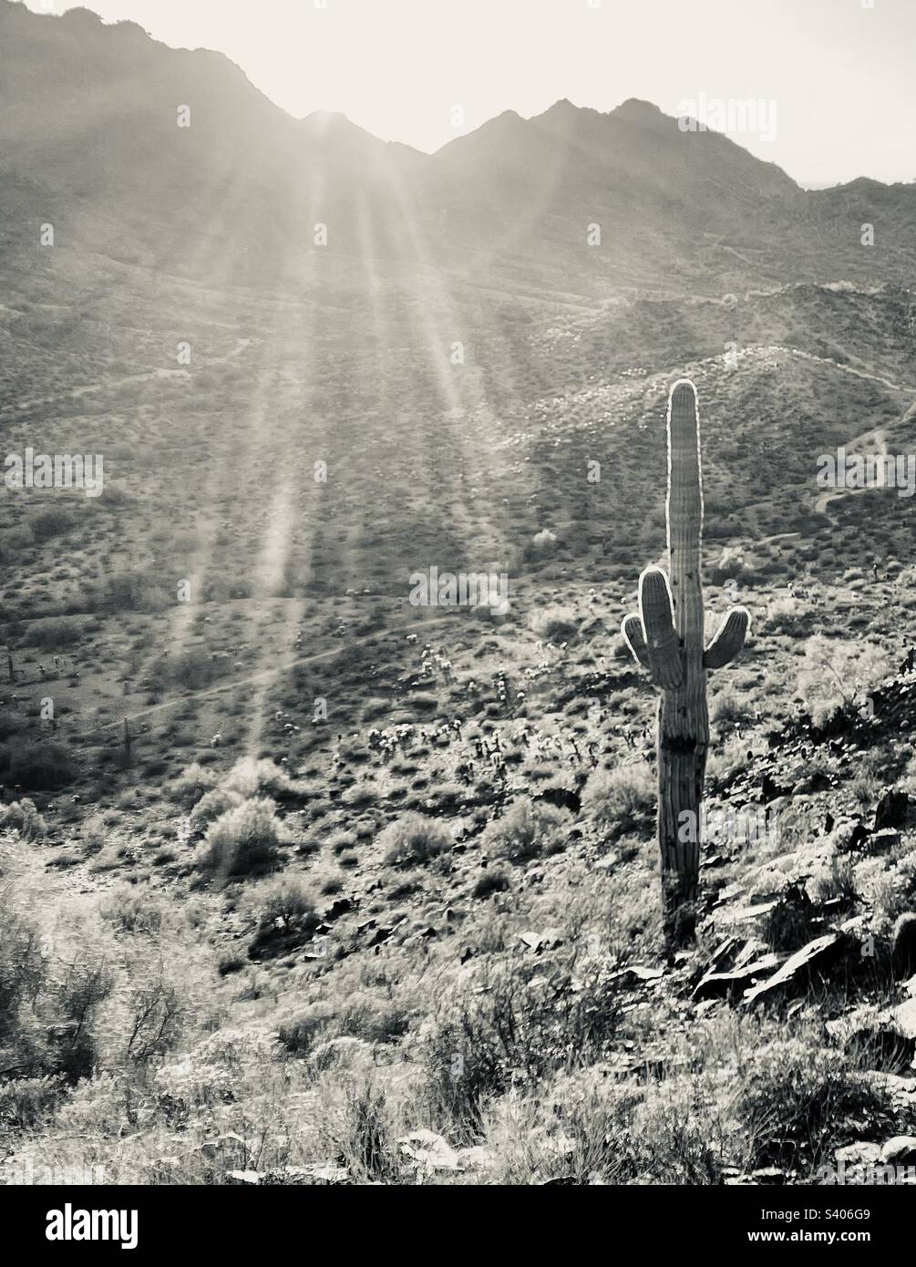 La lumière du soleil se diffuse au-dessus de la réserve de Phoenix Mountain Preserve met en valeur le cactus Saguaro dans le désert de Sonoran, Piestewa Peak, Dreamy Draw, 40th Street Trailhead Banque D'Images