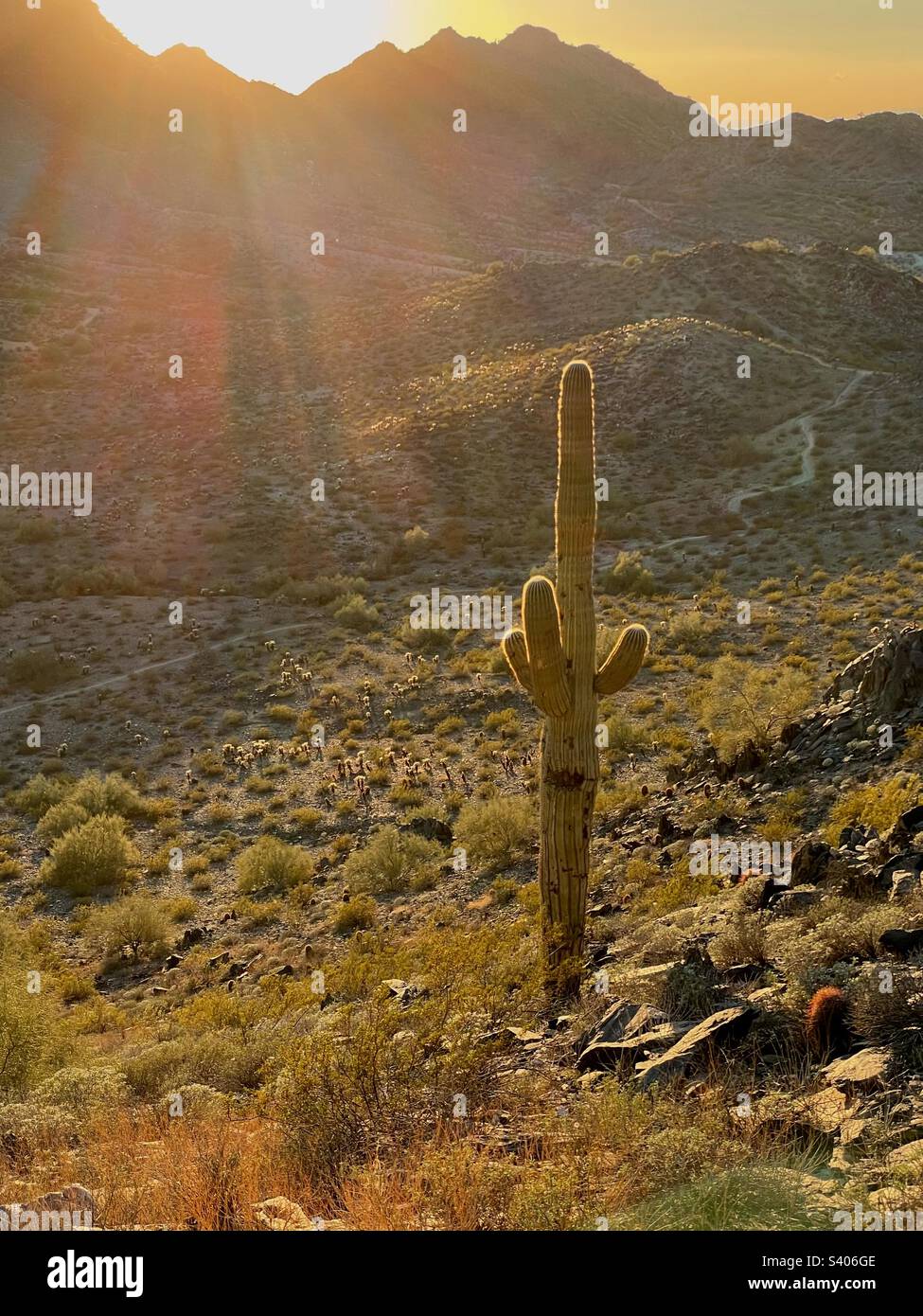 La lumière du soleil se diffuse au-dessus de la réserve de Phoenix Mountain Preserve met en valeur le cactus Saguaro dans le désert de Sonoran, Piestewa Peak, Dreamy Draw, 40th Street Trailhead Banque D'Images