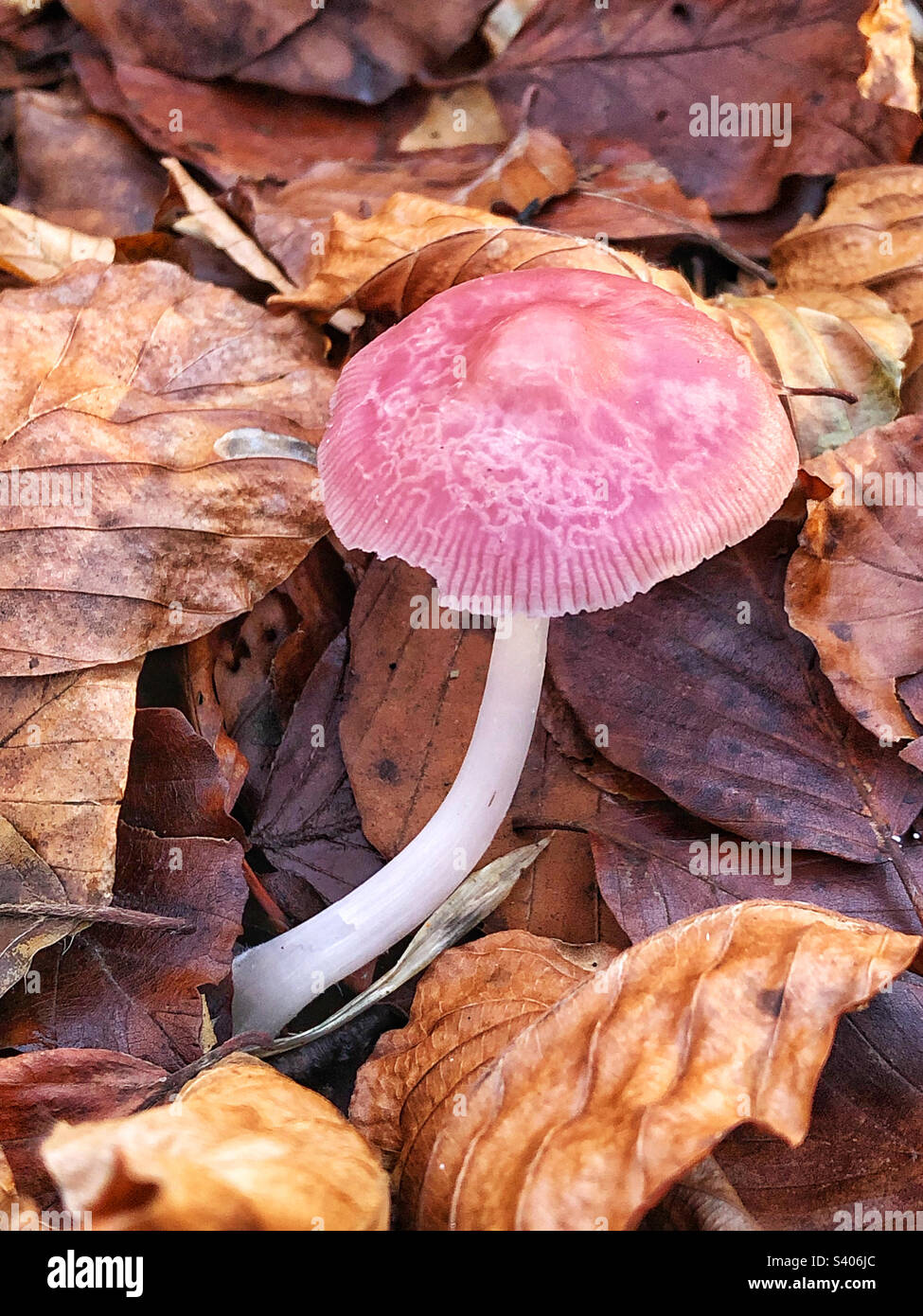 Champignon de capot rosé poussant sur le plancher de la forêt de Beechwood près de Winchester Hampshire Royaume-Uni - Image de stock capturée avec un smartphone