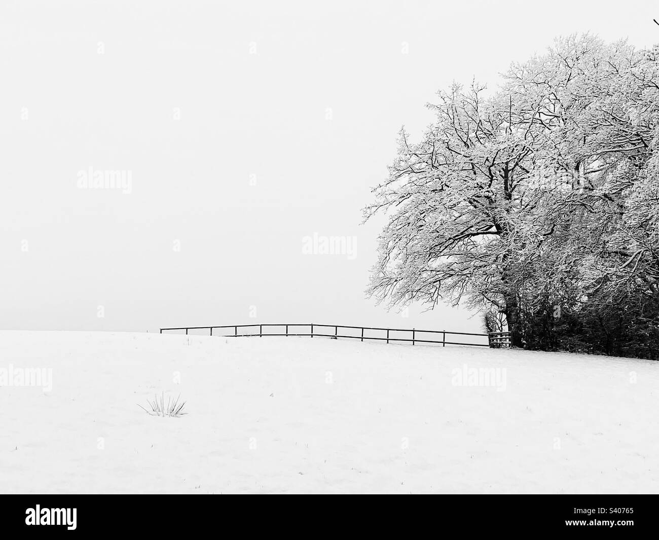 Champ recouvert de neige avec contours de clôture et arbre recouvert de neige Banque D'Images
