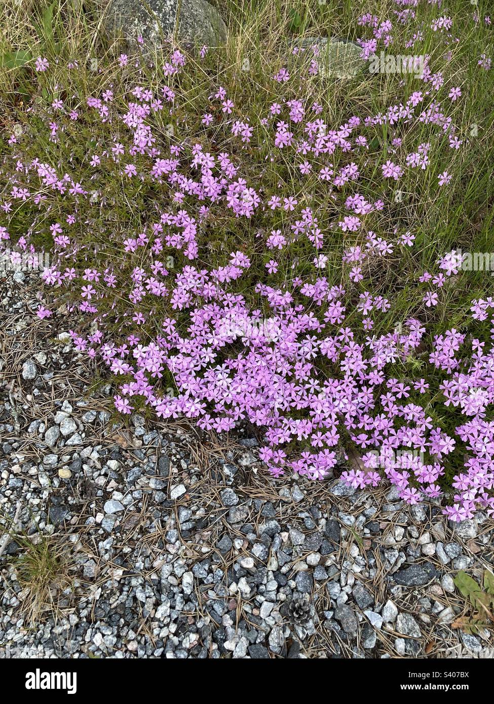Fleurs roses - Image de stock capturée avec un smartphone