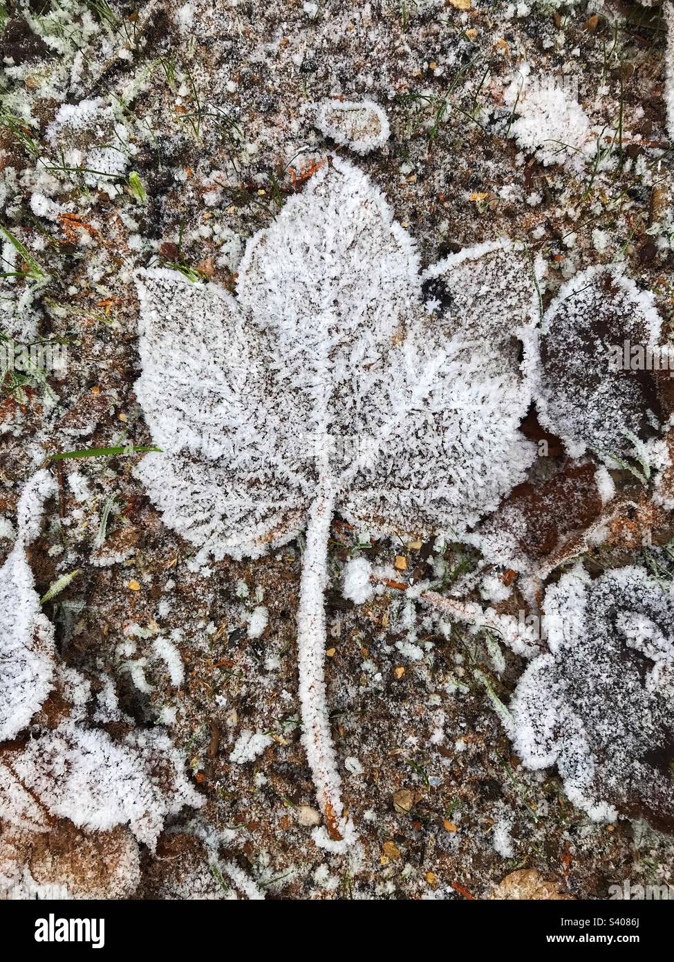 Une feuille de gelée sur le terrain Banque D'Images