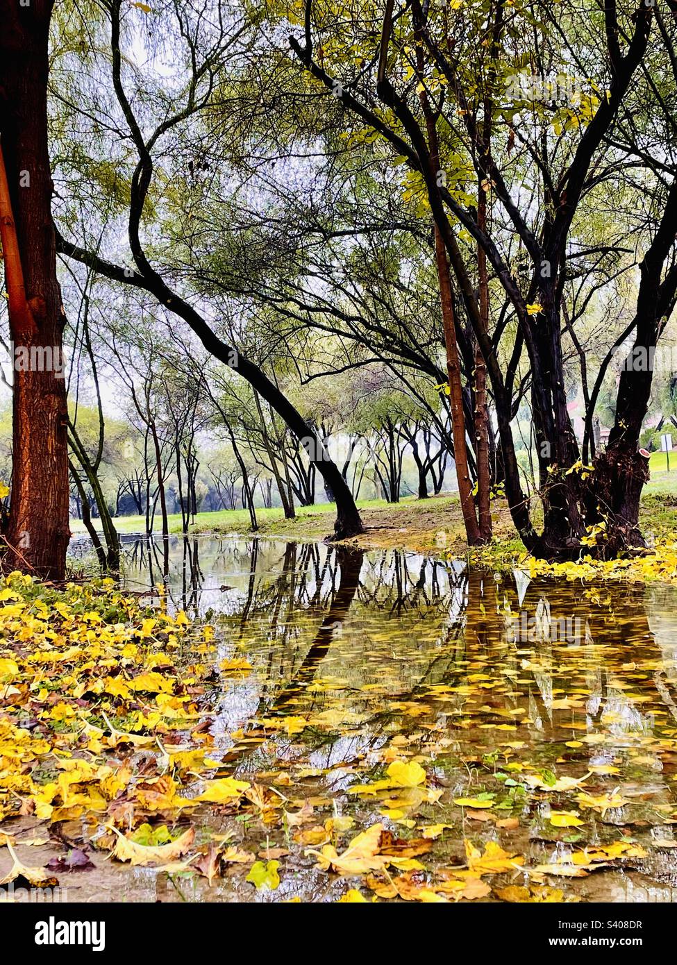 Des feuilles jaunes dorées et des reflets abrupts du tronc d'arbre dans un canal récemment rempli de pluie avec vue à angle bas dans un cadre de parc vert brumeux et dynamique Banque D'Images