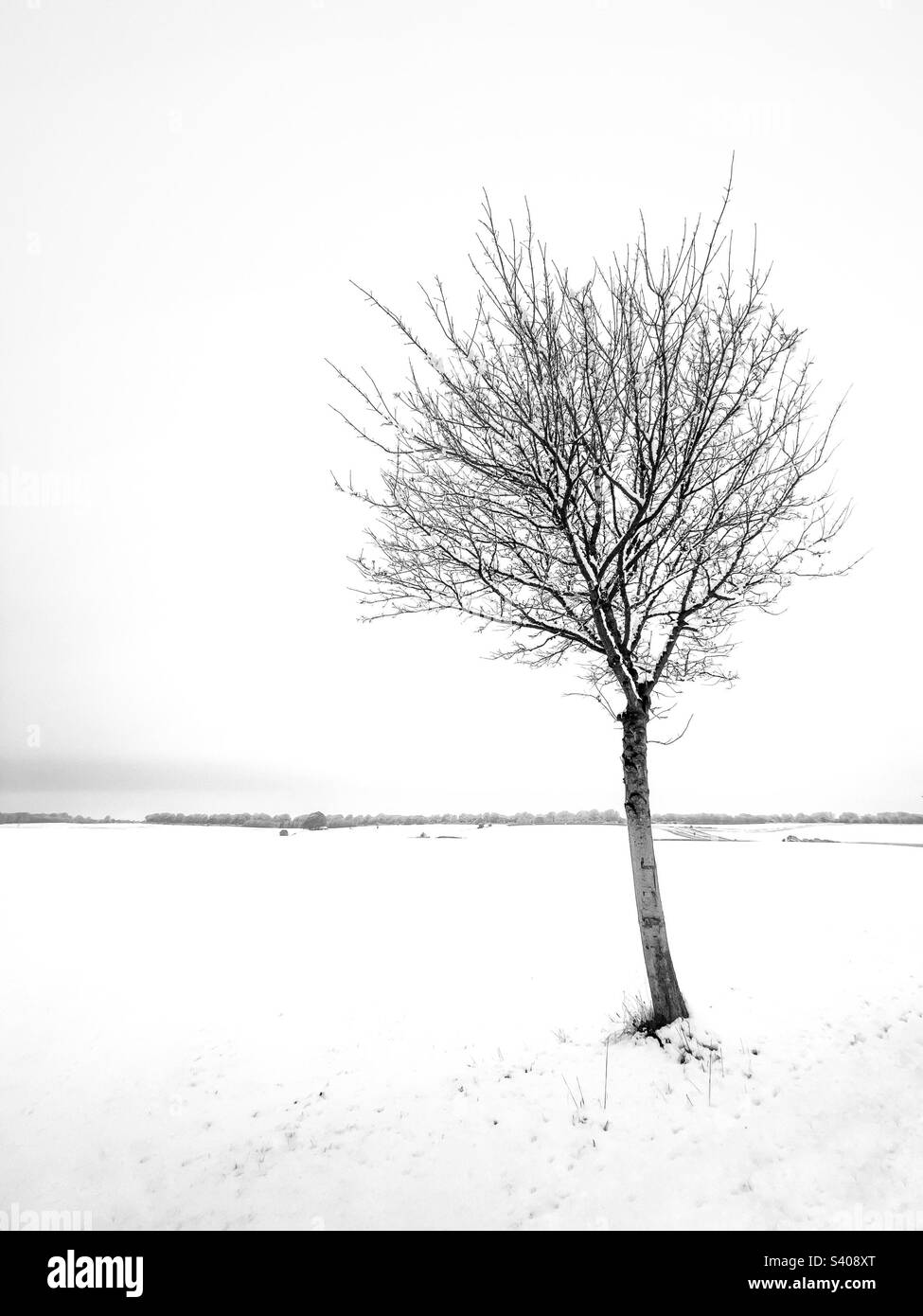 Arbre isolé dans la neige Banque D'Images