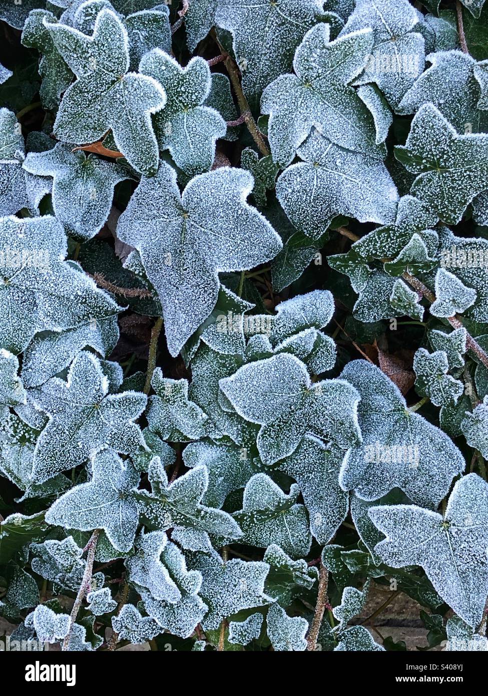 Feuillage d'Ivy incrusté de gel Banque D'Images