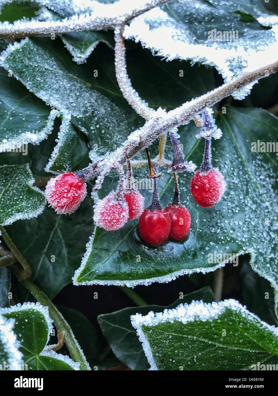 Feuillage d'Ivy incrusté de givre et baies rouges Banque D'Images