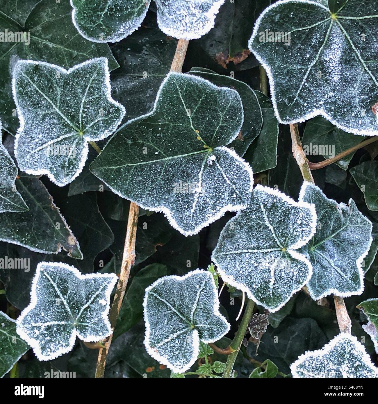 Feuillage d'Ivy incrusté de gel Banque D'Images