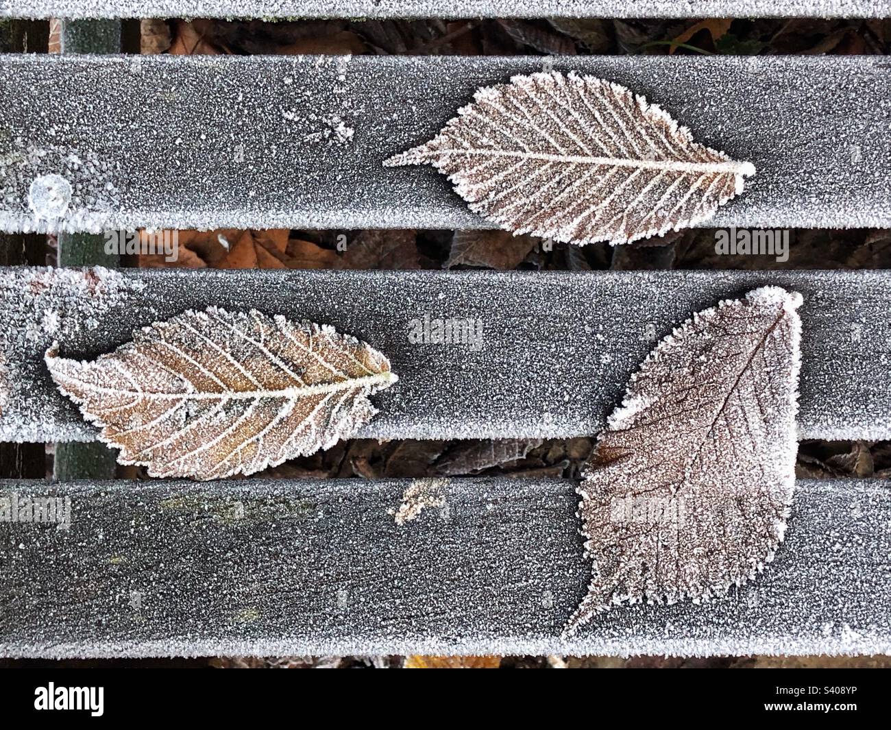 Feuilles incrustées de gel sur un banc de parc Banque D'Images
