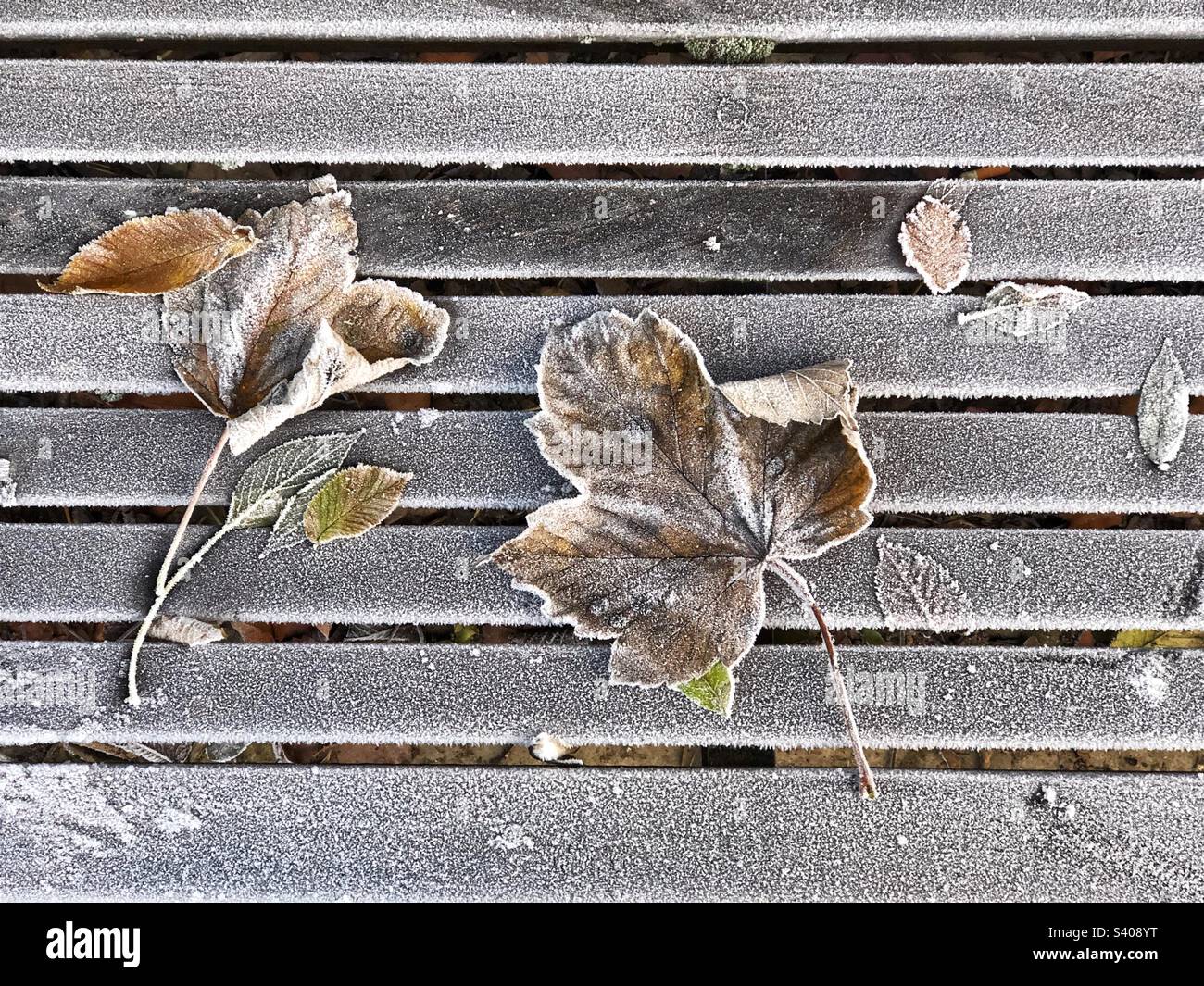 Feuilles incrustées de gel sur un banc de parc Banque D'Images