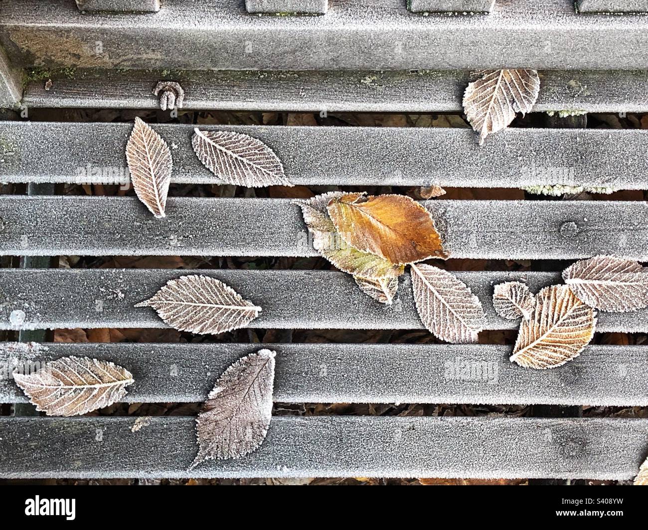 Feuilles incrustées de gel sur un banc de parc Banque D'Images