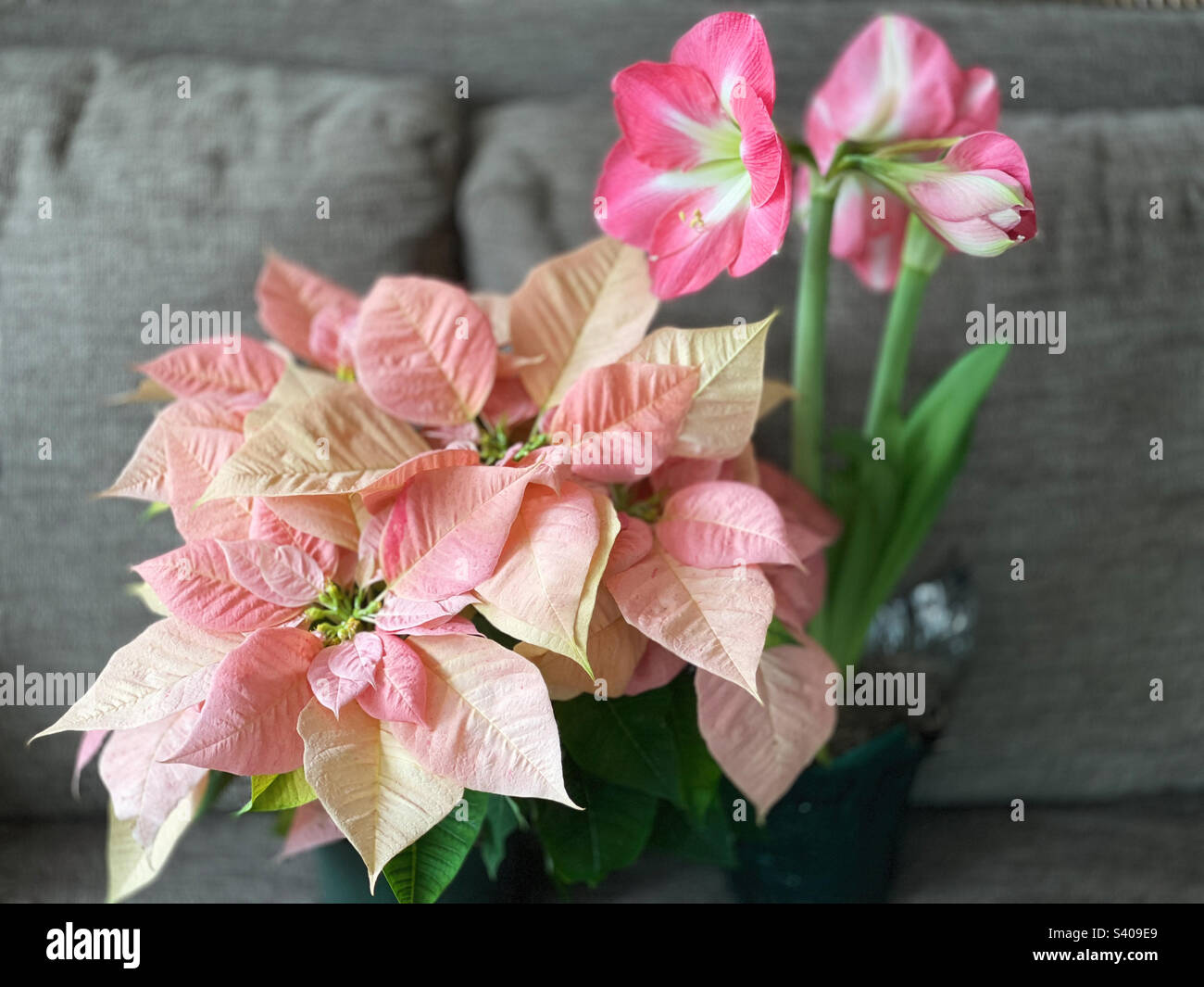 De belles fleurs de poinsettia et d'amaryllis poussent dans un solarium. Banque D'Images