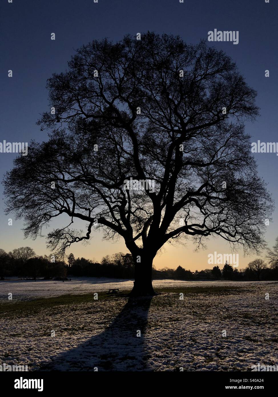 Arbre d’hiver - Image de stock capturée avec un smartphone