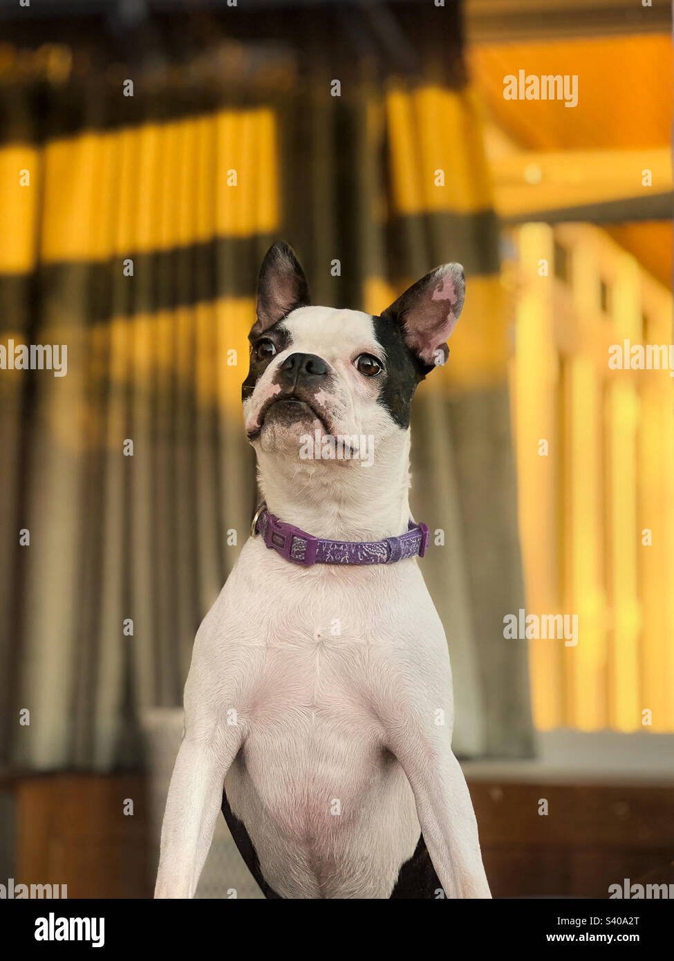Boston Terrier regardant le coucher du soleil par une fenêtre Banque D'Images