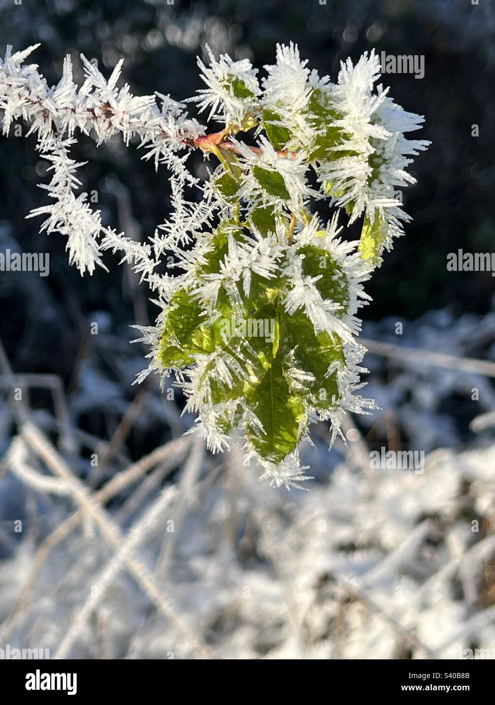 Gros plan d'une plante dépolie pendant une période d'eau froide en hiver, Kent, Angleterre. Le gel profond et la glace se forment sur les feuilles vertes dans un champ rural lors d'une journée de congélation claire et brillante en décembre Banque D'Images