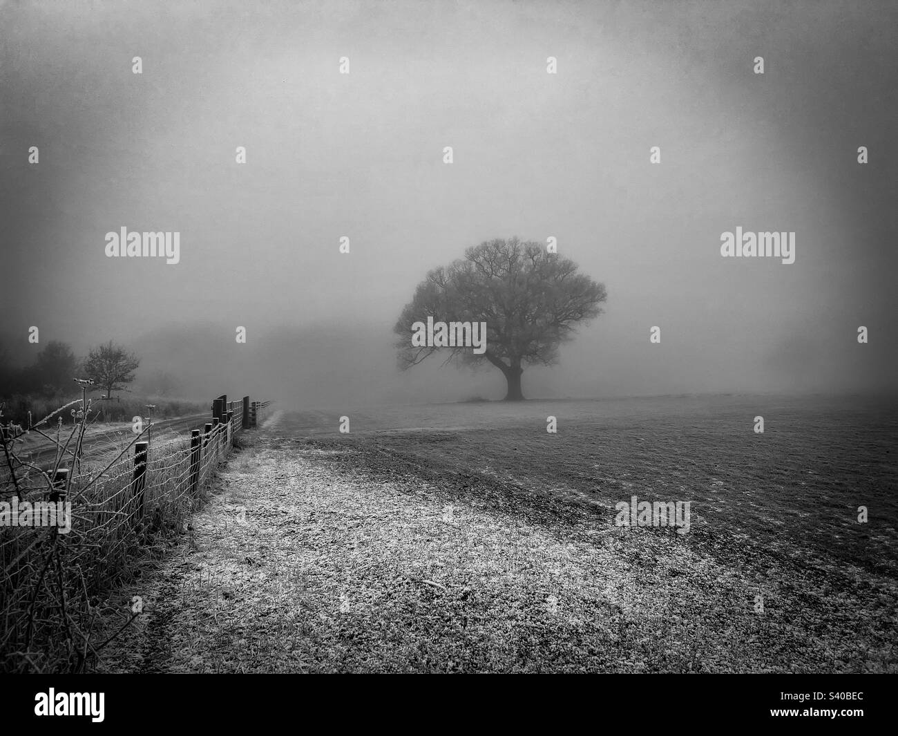 Un arbre isolé sur un hiver brumeux matin. Banque D'Images