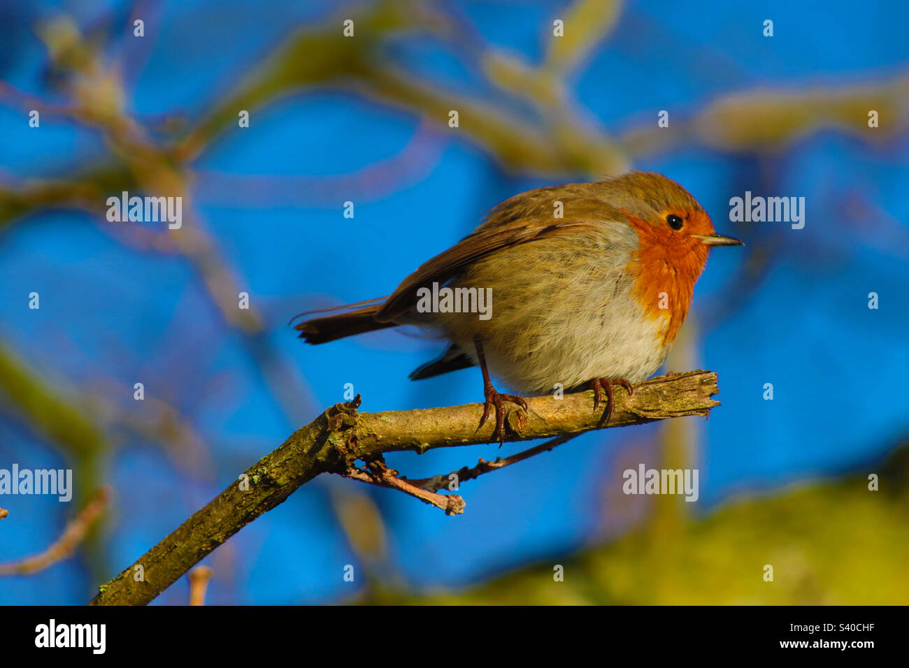 Un oiseau dans la brousse Banque D'Images