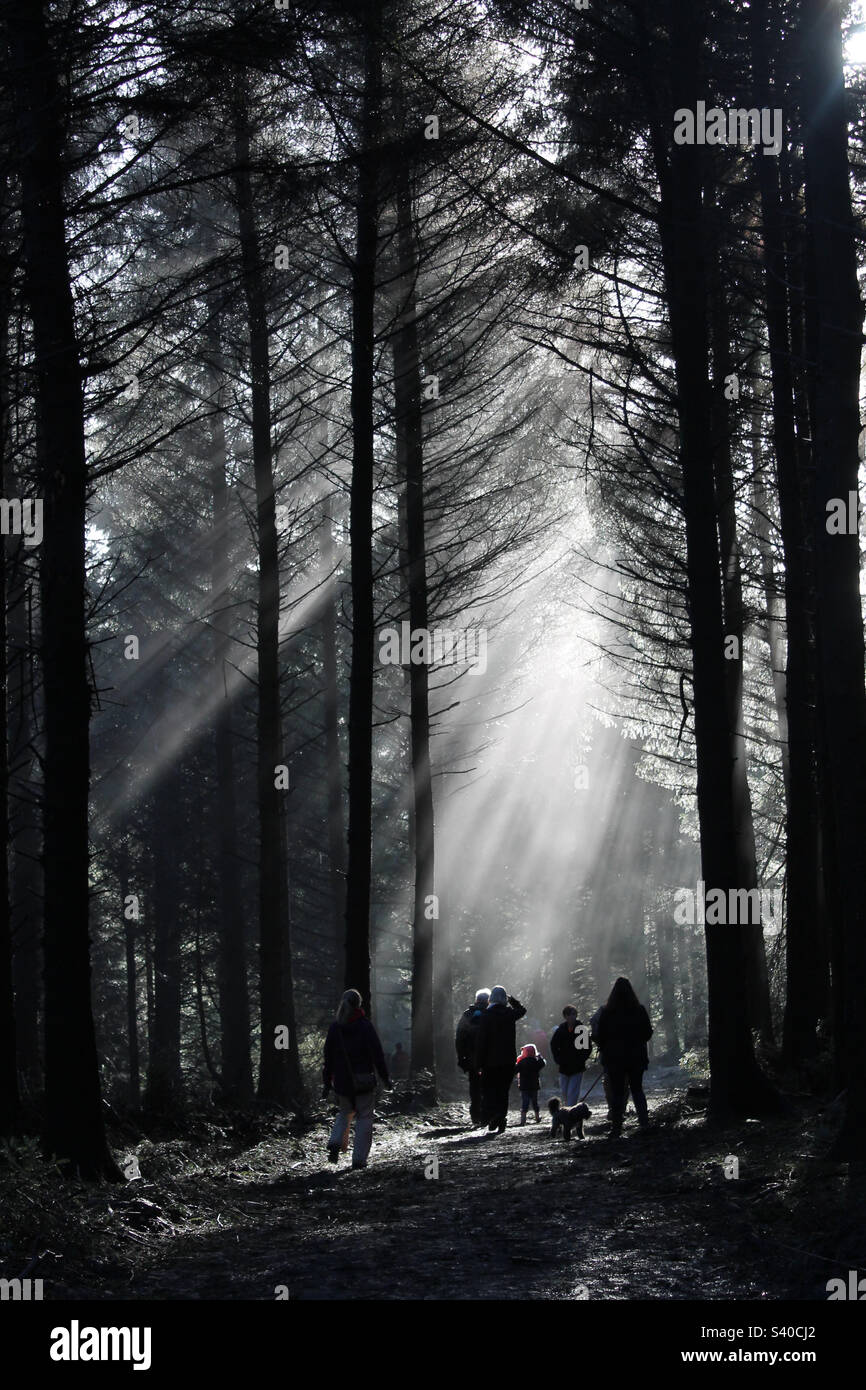 Promenade en forêt à travers Beacon est tombé lancashire jetant des rayons de lumière à travers les arbres. Banque D'Images