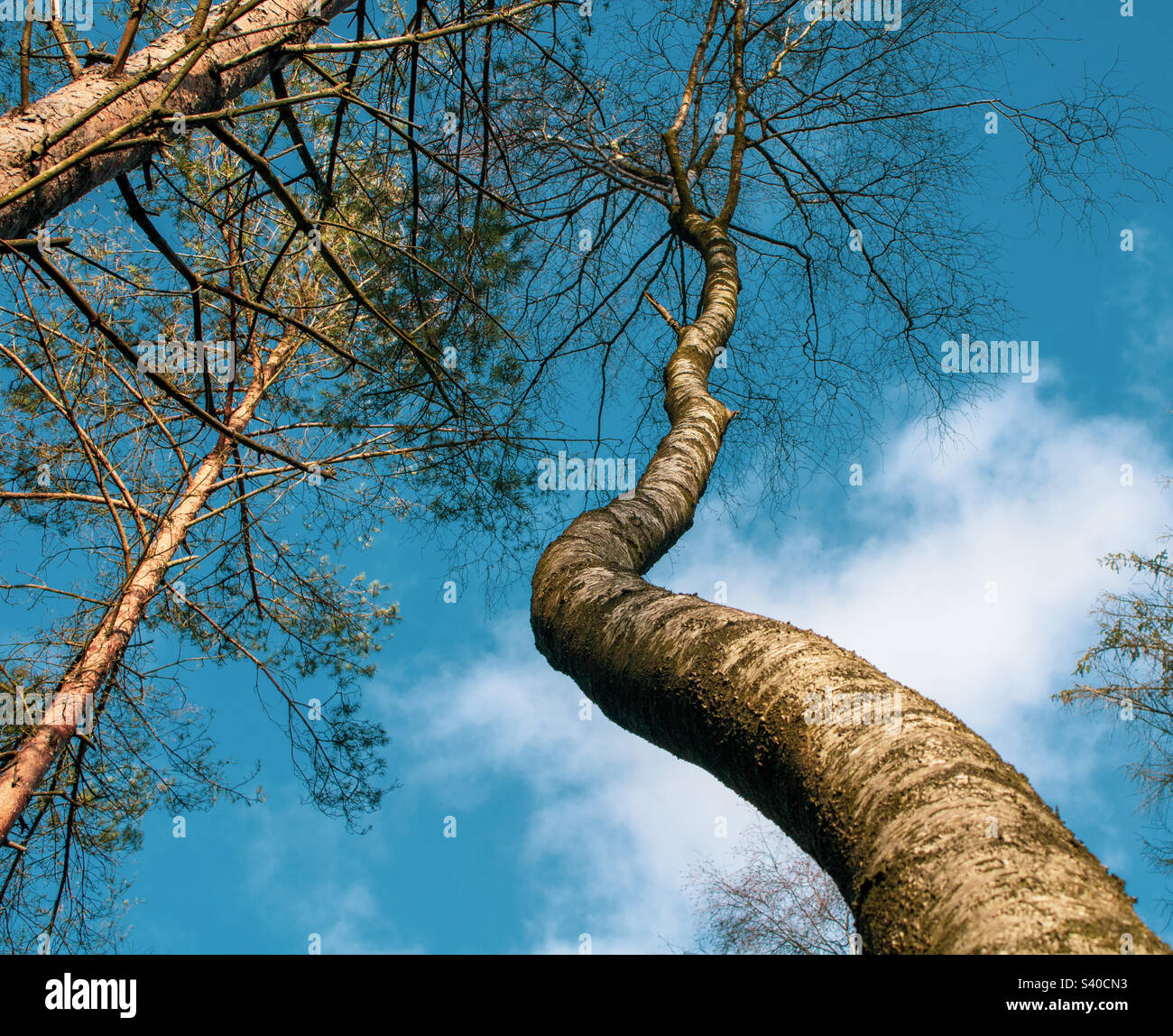 Flexion de l'arbre pour la lumière Banque D'Images