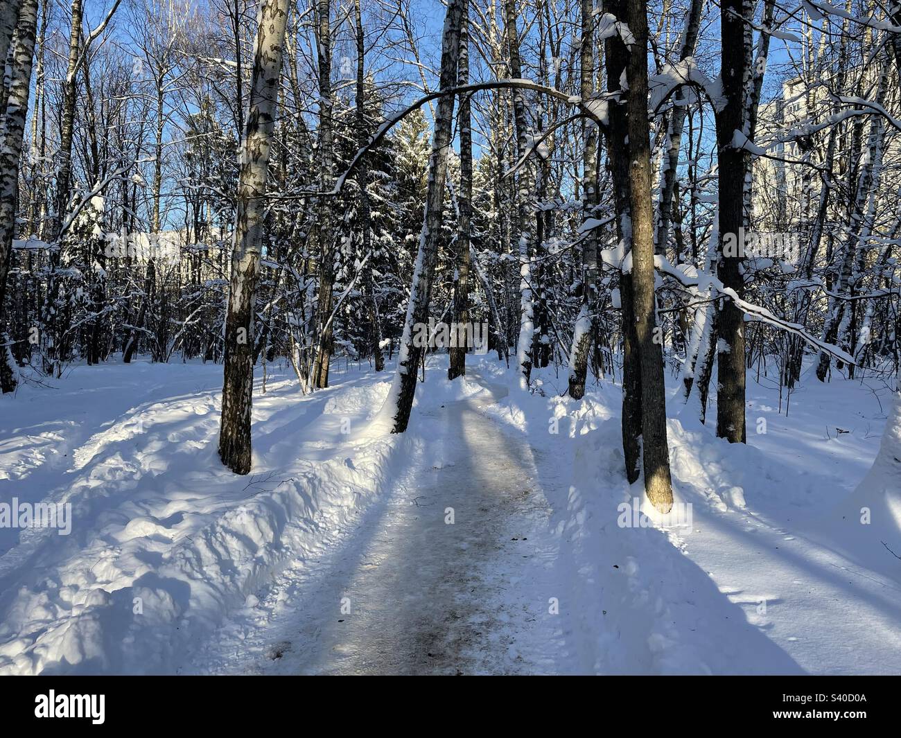 Saison d'hiver dans le parc forestier de Bittsa à Moscou. La Russie un jour ensoleillé . Banque D'Images