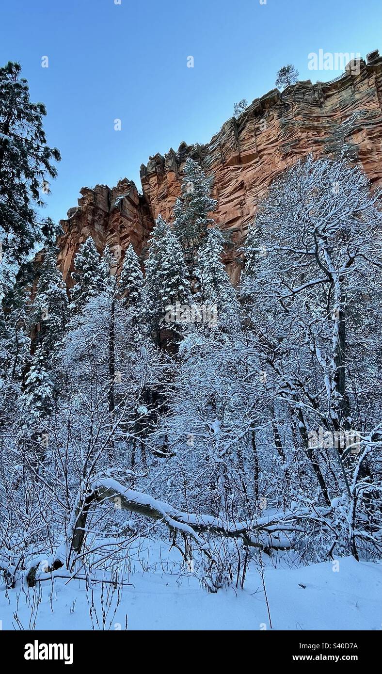 Admirez la beauté, les branches d'arbres dépolies de neige, le front de falaise de roche rouge, la nature sauvage de Red Rock Secret Mountain, West Fork Oak Creek Canyon, la forêt nationale de Coconino, Sedona, Arizona, les merveilles hivernales Banque D'Images