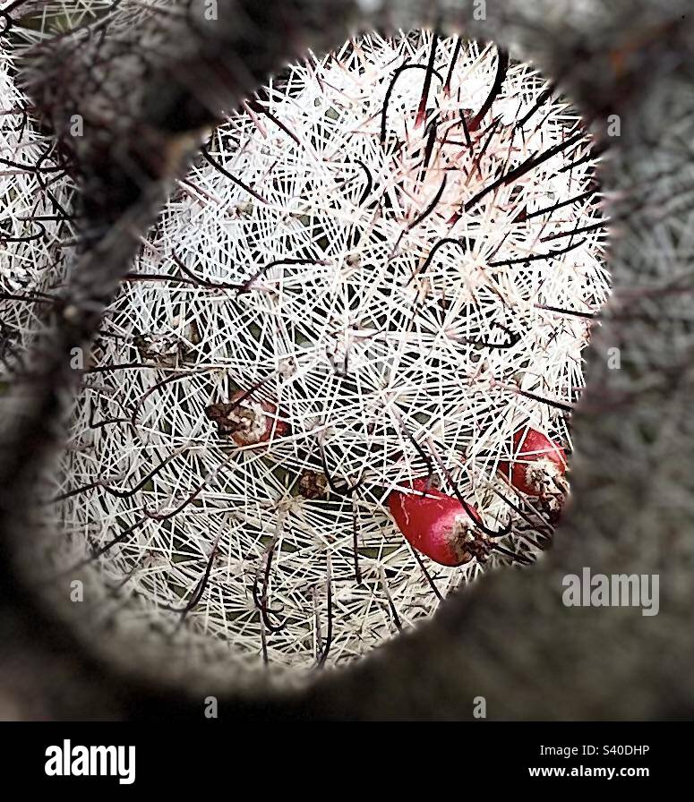 Fructifier Mammillaria, cactus mamelons, cactus à coussinet, mode portrait, éclairage de scène, Phoenix Mountain Preserve, Arizona Banque D'Images