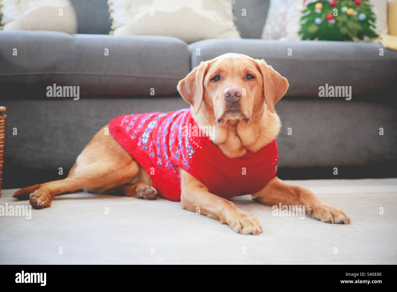Labrador Retriever chien portant un pull de Noël à l'intérieur - Image de stock capturée avec un smartphone