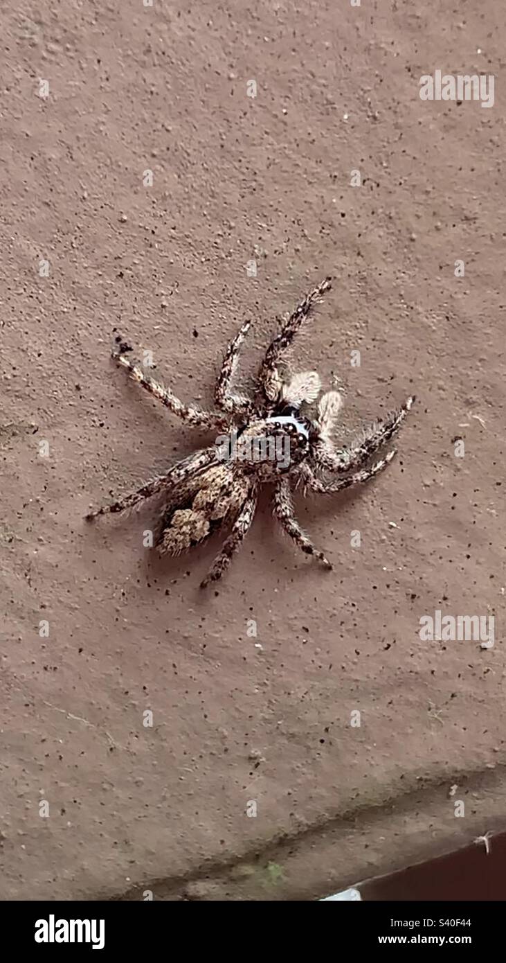 Petite araignée blanche et noire Banque de photographies et d’images à haute résolution Page 2