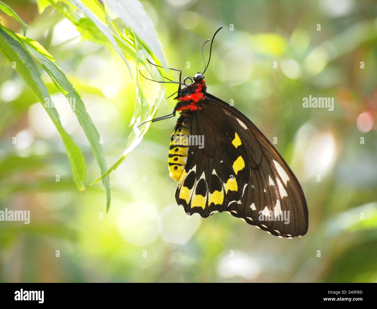 Papillon noir jaune rouge gros plan Banque D'Images