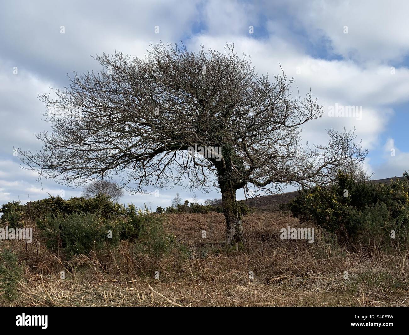 Élagage par le vent sur un petit arbre en cascades dans le parc national d'exmoor, Somerset, en Angleterre, au début du printemps Banque D'Images