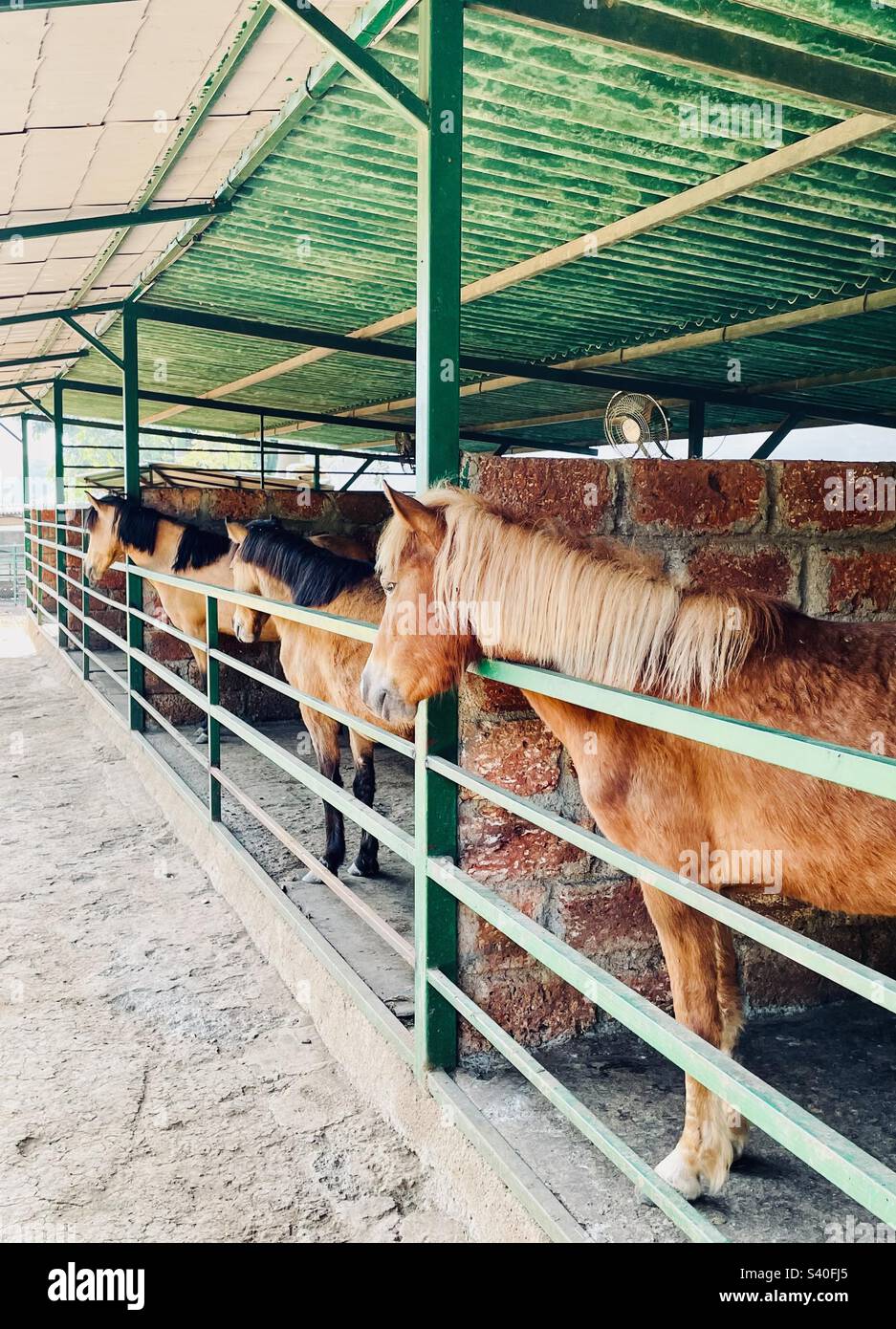 Des chevaux étonnants dans l'un des beaux emplacements de camping en Inde - Image de stock capturée avec un smartphone