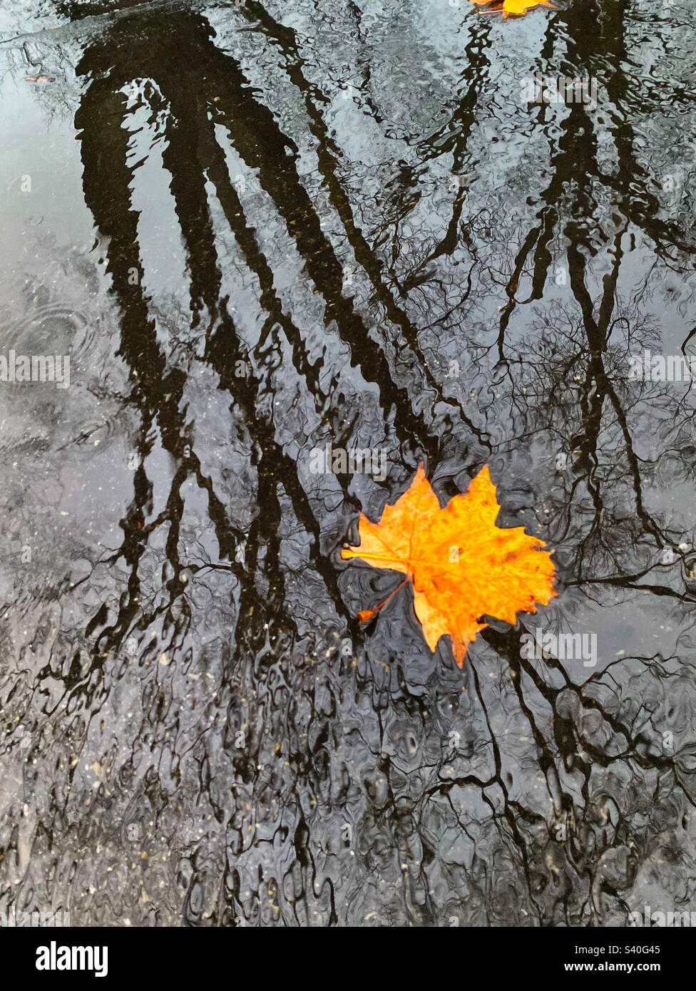 Feuille d'automne avec reflet d'arbre sur chaussée pluvieuse - Image de stock capturée avec un smartphone