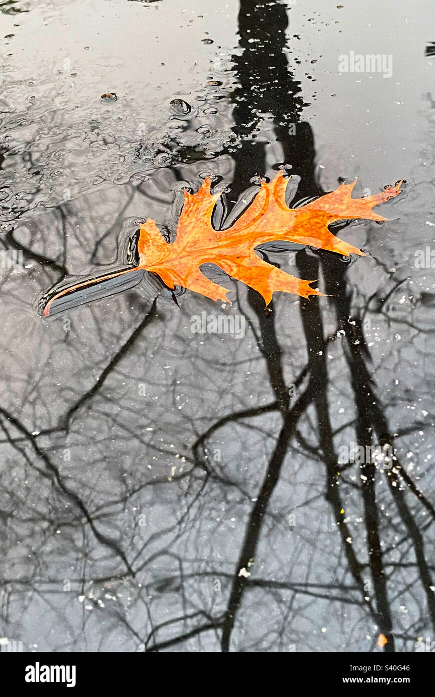 Feuille de chêne sur chaussée pluvieuse, avec reflet d'arbre Banque D'Images