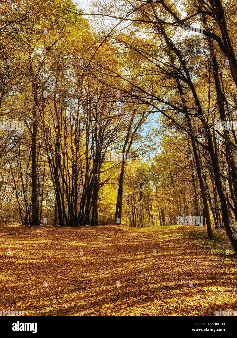 L'automne dans les bois - Image de stock capturée avec un smartphone