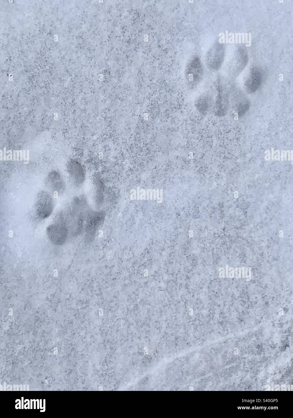 Les pattes de chat sont imprimées dans la neige Banque D'Images