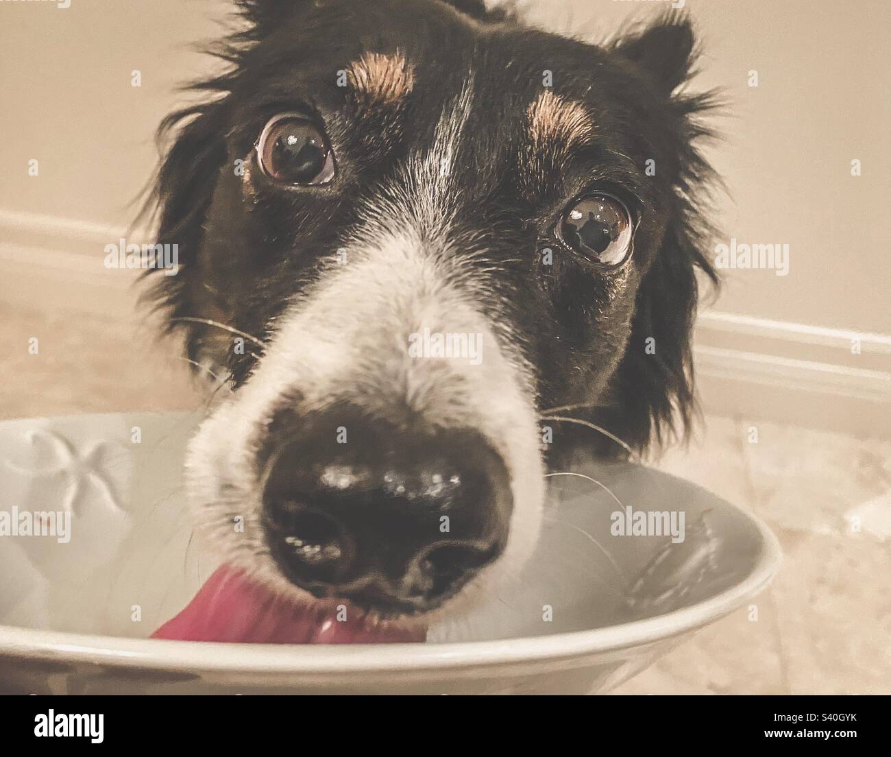 Border collie léchant un bol alimentaire Banque D'Images