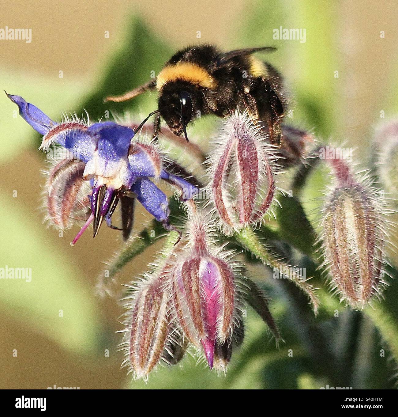 Bumblee. Photo d'été. Banque D'Images