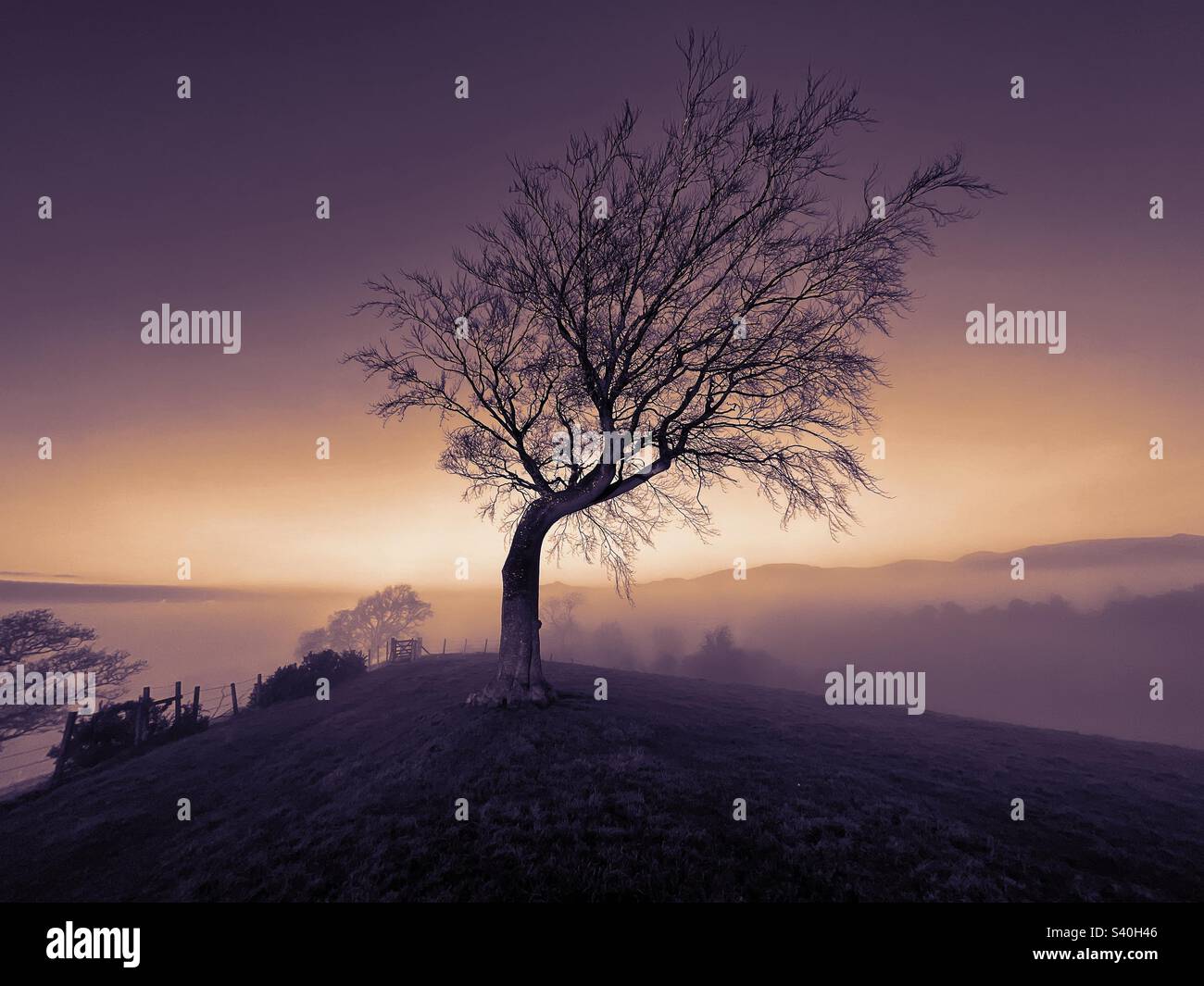 Arbre bien abîmé Banque D'Images