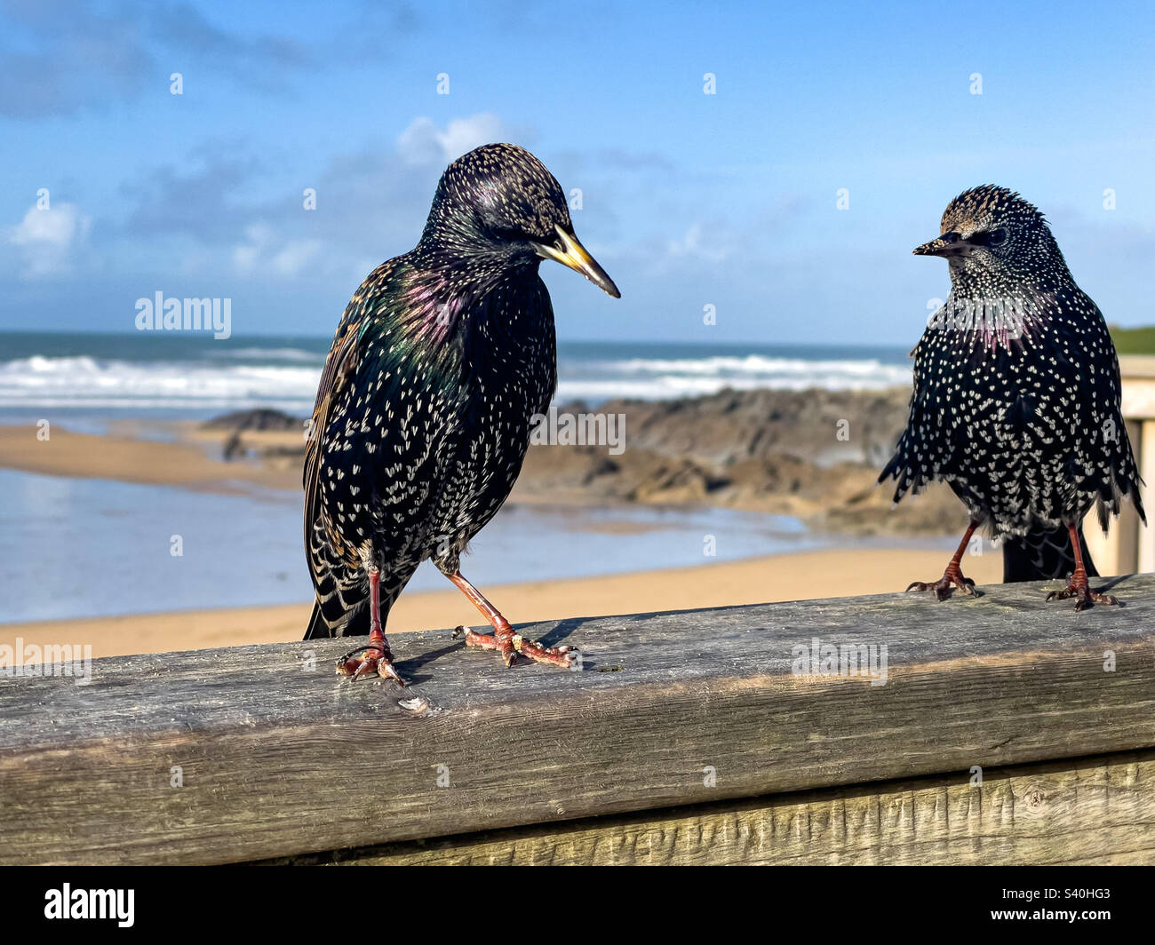 Les étoiles, sturnus vulgaris , perchées sur une clôture en bois à Fistral Beach, Newquay, Cornouailles - Image de stock capturée avec un smartphone