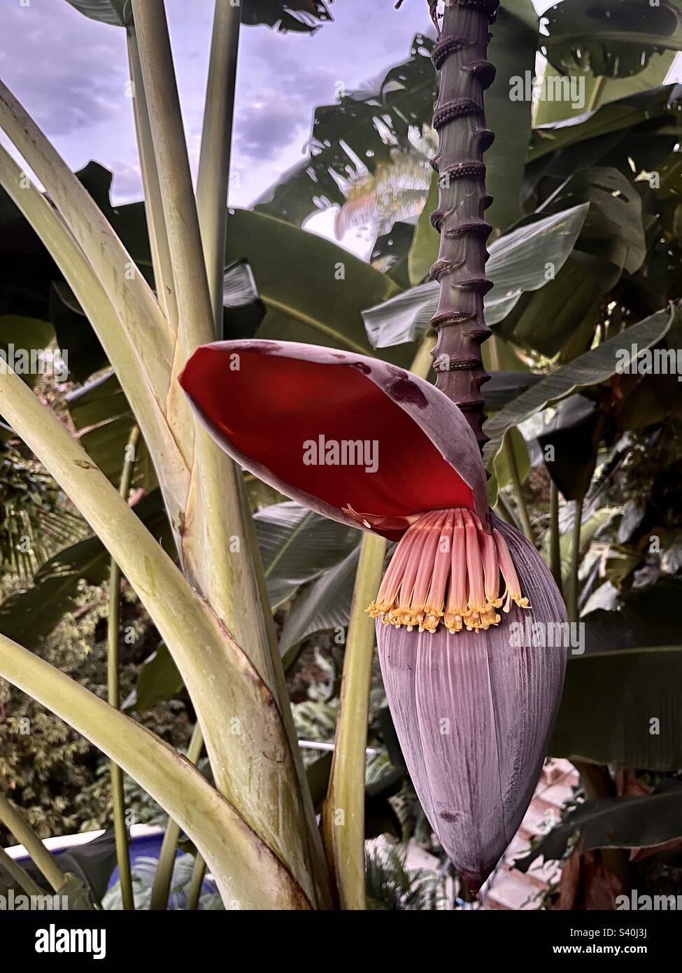 La section florale d'une plante de banane. - Image de stock capturée avec un smartphone