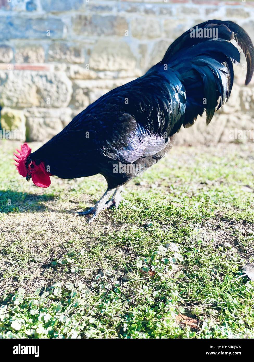 Grand rooster Australorp noir et vert avec peigne rouge vif, à la recherche de nourriture dans l'herbe verte sur le sol lors d'une journée ensoleillée à côté d'un vieux mur de grange en pierre. Banque D'Images