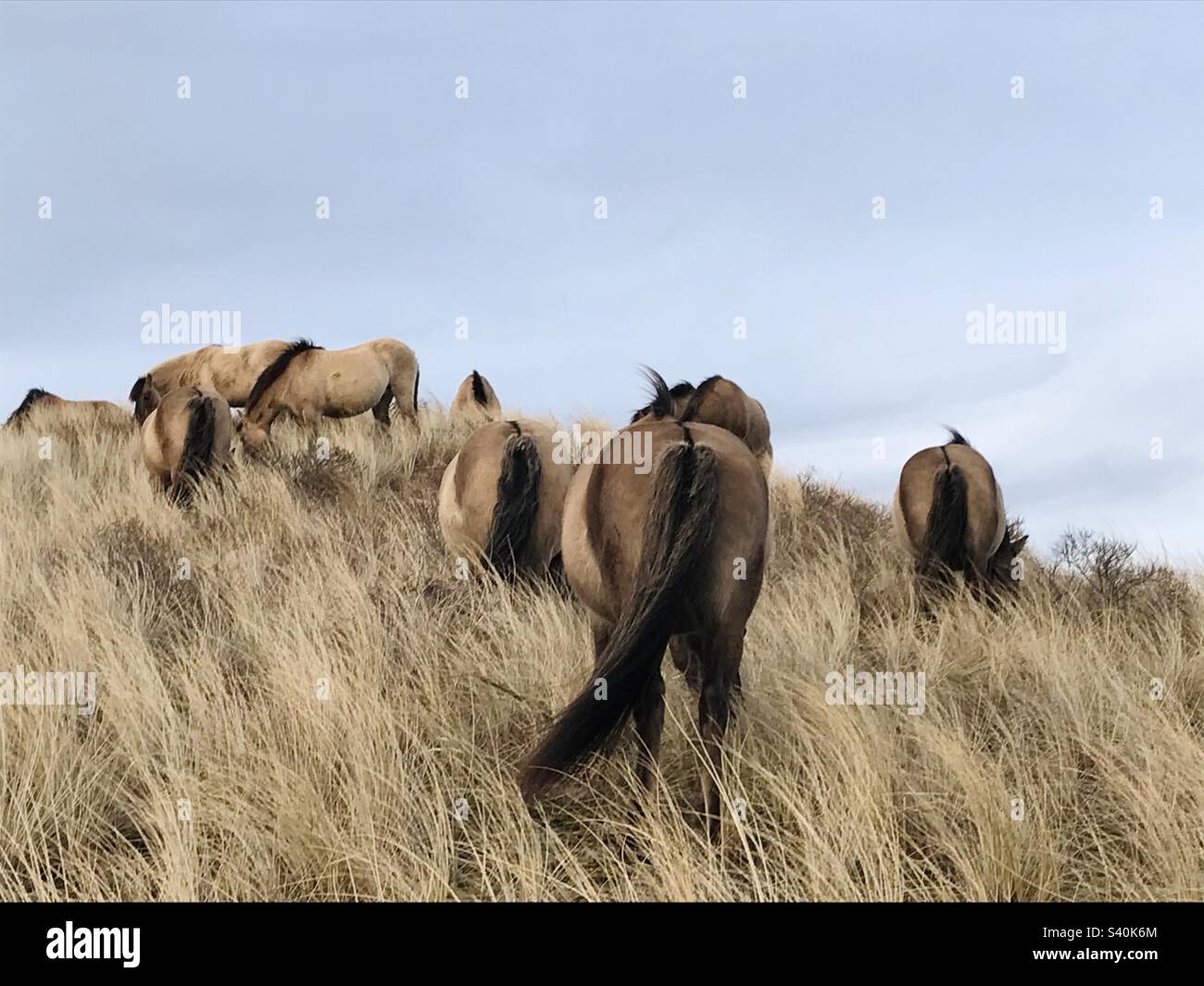 Chevaux en haut de la colline Banque D'Images